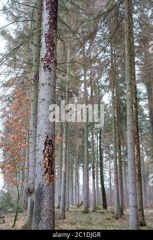 Naturkatastrophe Barkenkäfer-Plage - Fichten verlieren ihre Rinde Stockfoto