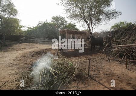 Einheimischer Büffel, der in EINEM Haus der Dorfbewohner in Sindh Pakistan steht Stockfoto