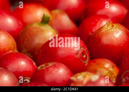 Kürzlich gepflückt Kaffeebohnen reifen - Kaffee arabica Stockfoto