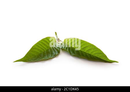 Kratom Blätter. Stockfoto