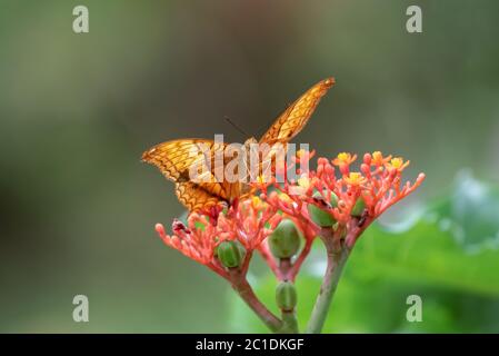 Ein wunderschöner männlicher Kreuzsegelschmetterling (Vindula erota), der auf den Blumen einer Buddha-Bauchtümpel (Jatropha podagrica) im Garten ruht. Stockfoto