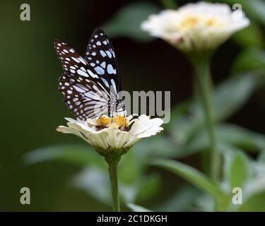 Ein wunderschöner Schmetterling des Blauen Tigers (Tirumala limniace), der sich im Garten von einer weißen Zinnienblüte ernährt - häufig in Südasien und Südostasien zu finden Stockfoto