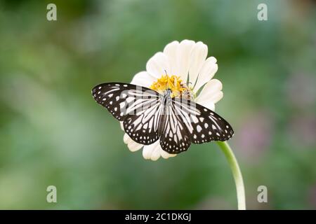 Ein wunderschöner Schmetterling des Blauen Tigers (Tirumala limniace), der sich im Garten mit einer weißen Zinnienblüte ernährt und weit offene Flügel hat - häufig in Süd-Asi anzutreffen Stockfoto