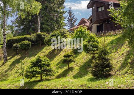 Vlasina-See, Serbien - Juni 14. 2020 großer Hof des Holzhauses mit Kiefern und grünem Gras an einem sonnigen Sommertag im Dorf Resort Stockfoto