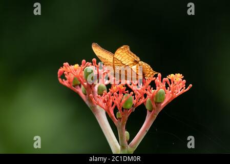 Ein wunderschöner männlicher Kreuzsegelschmetterling (Vindula erota), der auf den Blumen einer Buddha-Bauchtümpel (Jatropha podagrica) im Garten ruht. Stockfoto