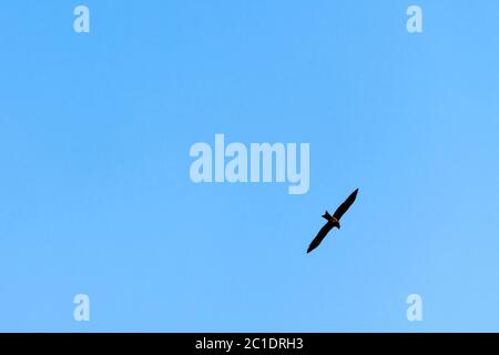 Indischer Schreiadler (Clanga hastata) am blauen Himmel über dem Jim-Corbett-Nationalpark, Indien Stockfoto