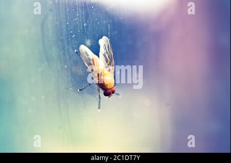 Camptoprosopella fliegen auf einem Fenster Stockfoto