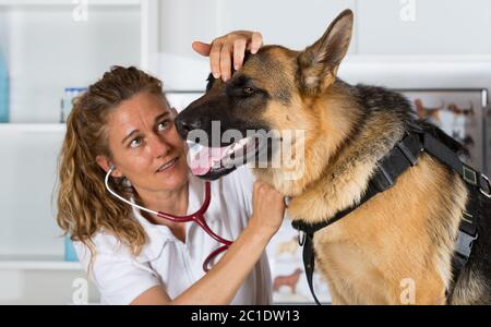 Tierarzt mit einem Schäferhund, der eine Anerkennung in der Klinik durchführt Stockfoto