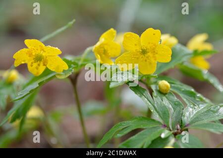 Die blühenden gelben Anemone ranunculoides Stockfoto