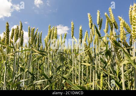 Weizenohren auf einem Feld in Nahaufnahme, von unten gegen den blauen Himmel fotografiert Stockfoto