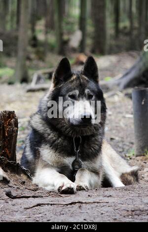 Kreuz zwischen einem Wolf Canis lupus tundrarum und ein Alaska Malamute. Zucht Zwinger für Wölfe und Wolf - Hund hybrid Stockfoto