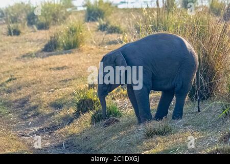 Indischer Elefantenbaby (Elephas maximus indicus) mit Ramganga Reservoir im Hintergrund - Jim Corbett National Park, Indien Stockfoto