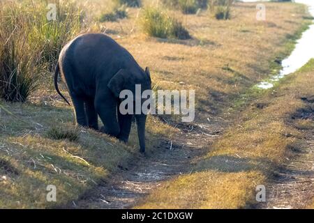 Indischer Elefantenbaby (Elephas maximus indicus) mit Ramganga Reservoir im Hintergrund - Jim Corbett National Park, Indien Stockfoto