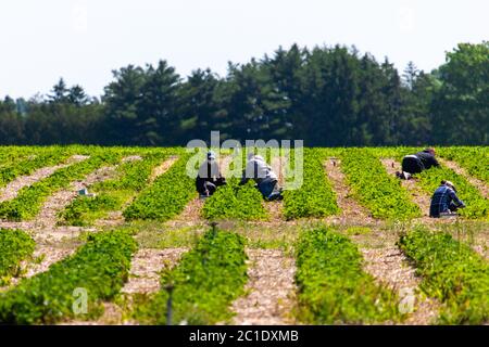 Talbotville, Kanada - 15. Juni 2020. Juni im Südwesten von Ontario bedeutet den Beginn der Erdbeersaison. Landarbeiter und Kunden pflücken Erdbeeren von einem Obstgarten im Südwesten von Ontario. Mark Spowart/Alamy Live News Stockfoto