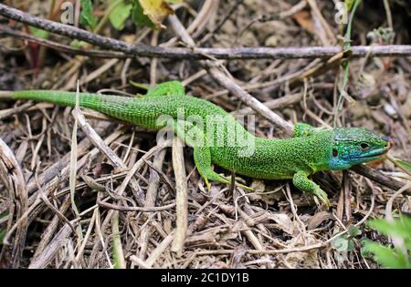 iging Smaragdeidechse lacerta viridis vom kaiserlichen Stuhl Stockfoto