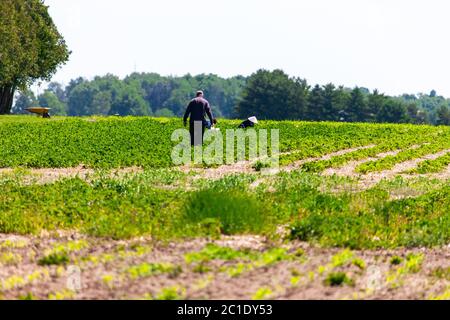 Talbotville, Kanada - 15. Juni 2020. Juni im Südwesten von Ontario bedeutet den Beginn der Erdbeersaison. Landarbeiter und Kunden pflücken Erdbeeren von einem Obstgarten im Südwesten von Ontario. Mark Spowart/Alamy Live News Stockfoto