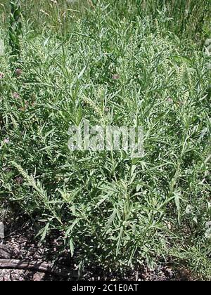 Wagner CP3501.jpg Ambrosia artemisiifolia L. Stockfoto