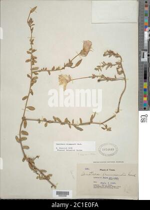 Oenotheradrummondiidrummondii2.jpg Oenothera drummondii Hook subsp drummondii. Stockfoto