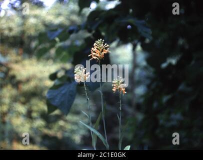 Platanthera ciliaris L Lindl Platanthera ciliaris L Lindl. Stockfoto