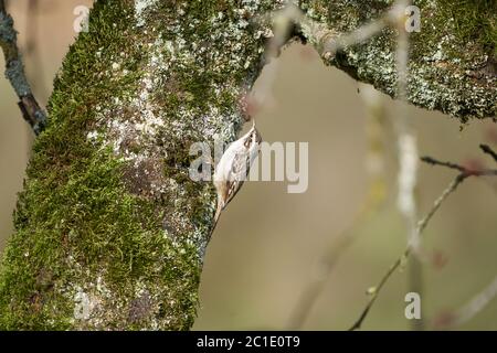 Eurasischer Baumkäfer gemeiner Certhia familiaris Baumkäfer Stockfoto