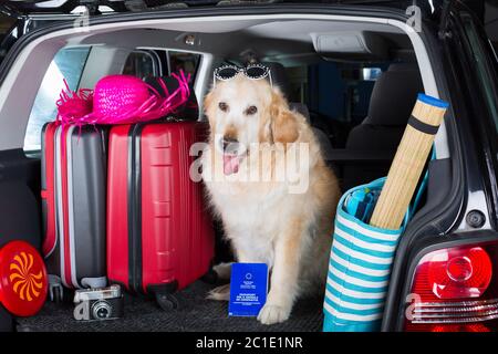 Golden Retriever in den Kofferraum des Autos bereit, das Haus verlassen Stockfoto