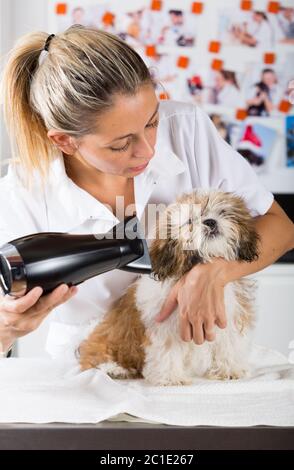 Tierarzt Ihren Hund Shih Tzu nach einem Bad trocknen Stockfoto