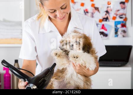 Tierarzt Ihren Hund Shih Tzu ein Bad trocknen Stockfoto