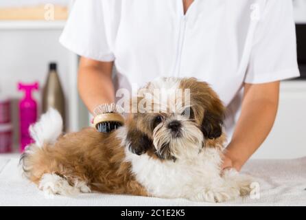 Tierarzt Ihren Hund Shih Tzu nach einem Bad trocknen Stockfoto