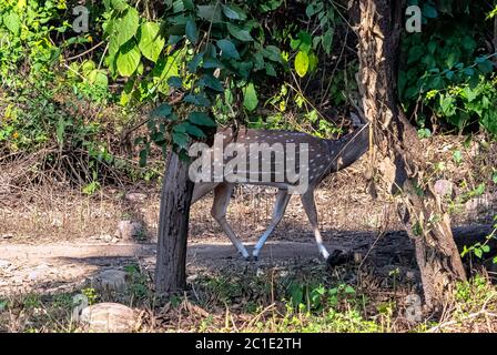 Junges Chital oder cheetal (Achsenachse), auch bekannt als gefleckte Hirsche oder Achsenhirsche, die am nebligen Morgen im Jim Corbett National Park, Indien, spazieren gehen Stockfoto