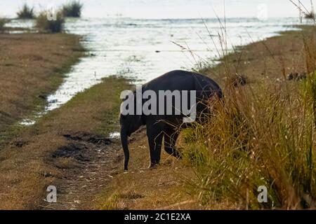 Indischer Elefantenbaby (Elephas maximus indicus) mit Ramganga Reservoir im Hintergrund - Jim Corbett National Park, Indien Stockfoto