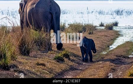 Indische Baby- und Mutterelefanten (Elephas maximus indicus) mit Ramganga Reservoir im Hintergrund - Jim Corbett National Park, Indien Stockfoto