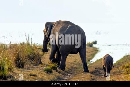 Indische Baby- und Mutterelefanten (Elephas maximus indicus) mit Ramganga Reservoir im Hintergrund - Jim Corbett National Park, Indien Stockfoto