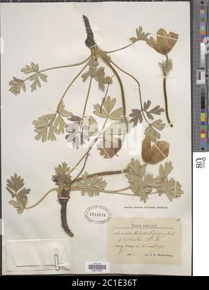 Pulsatilla vernalis Pulsatilla vernalis. Stockfoto