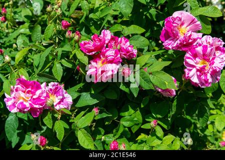 Rosa Mundi oder Rosa gallica Versicolor und rosa und weiß gestreifte Rose blüht in einem heimischen Garten in Reading, Berkshire, England, Großbritannien Stockfoto