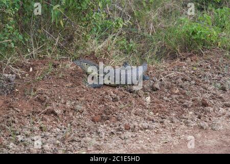 Nil-Monitor Varanus niloticus großes Mitglied der Familie Varanidae Stockfoto