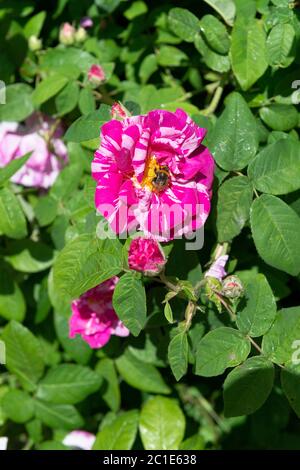 Bumble Biene sammeln Pollen auf einem Rosa Mundi oder Rosa gallica Versicolor Rosenbusch blüht in heimischen Garten in Reading, Berkshire, England, Großbritannien Stockfoto