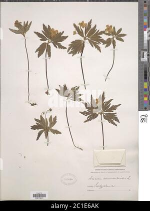 Anemone ranunculoides Anemone ranunculoides. Stockfoto