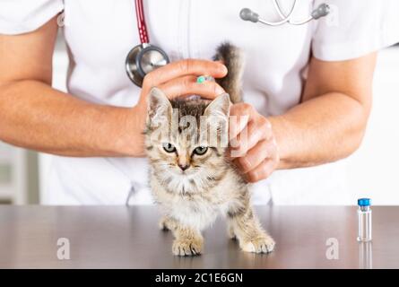 Tierklinik und Kätzchen spielt mit phonendoscope Stockfoto