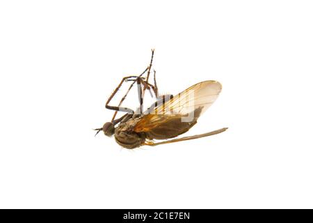 Tödliche Mücke isoliert auf weißem Hintergrund Stockfoto