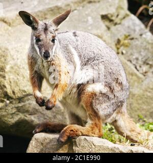 Gelb-footed Rock Wallaby (Petrogale xanthopus), auf einem Stein saß Stockfoto