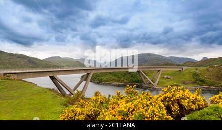 KYLESKU BRÜCKE SUTHERLAND SCHOTTLAND ÜBER LOCH CAIRNBAWN MIT GELBEN GORSE ULEX BLUMEN AUF DER BANK Stockfoto