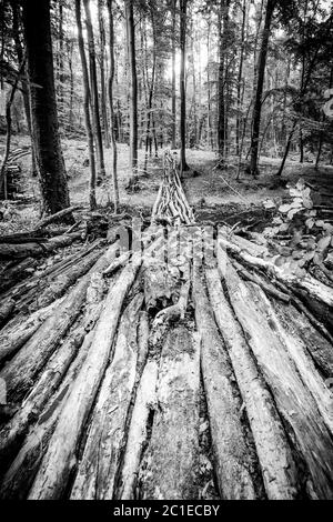 Weg aus Baumstämmen verblassen im Wald in Schwarz und Weiß Stockfoto