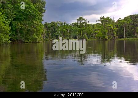 Wakulla Springs, die größte und tiefste Süßwasserquelle der Welt. Stockfoto