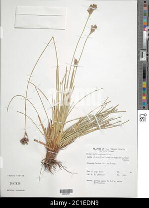 Fimbristylis cymosa Aiton Fimbristylis cymosa Aiton. Stockfoto