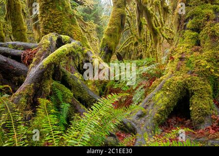 WA16801-00...WASHINGTON - Herbstfarbener Laub und Schwertfarn A die Basis von Moos bedeckten Big Leaf Ahornbäumen in der Hall of Mosses in der H Stockfoto