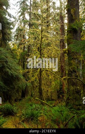 WA16803-00...WASHINGTON - Amongest die immergrünen Bäume dieser Ahornbaum leuchtet mit ihm Bedeckung von Moos im Hall of Mosses Bereich der Hoh Rain Fores Stockfoto