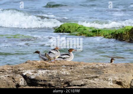 Gewöhnlicher Merganser in der ostsee im Herbst Stockfoto