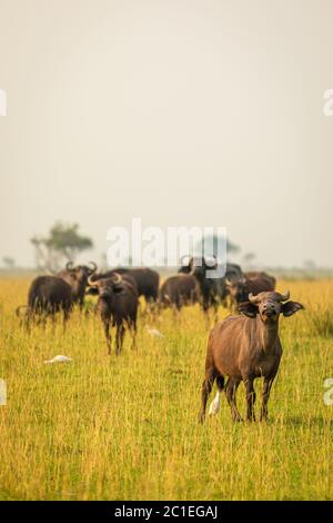 Afrikanische Büffel oder Kapbüffel (Syncerus caffer), Murchison Falls National Park, Uganda. Stockfoto