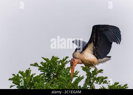 Marabou Storch (Leptoptilos crumeniferus) in einem Baum, Murchison Falls National Park, Uganda. Stockfoto