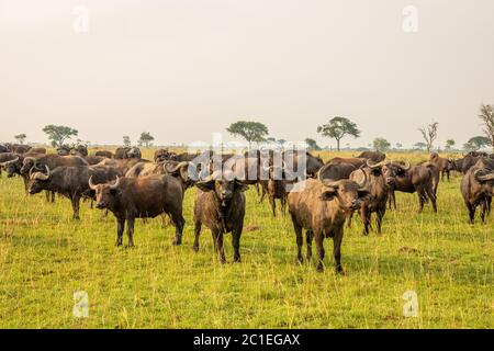 Afrikanische Büffel oder Kapbüffel (Syncerus caffer), Murchison Falls National Park, Uganda. Stockfoto